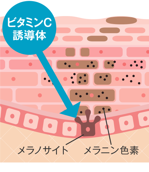 ビタミンC誘導体がシミの元に作用