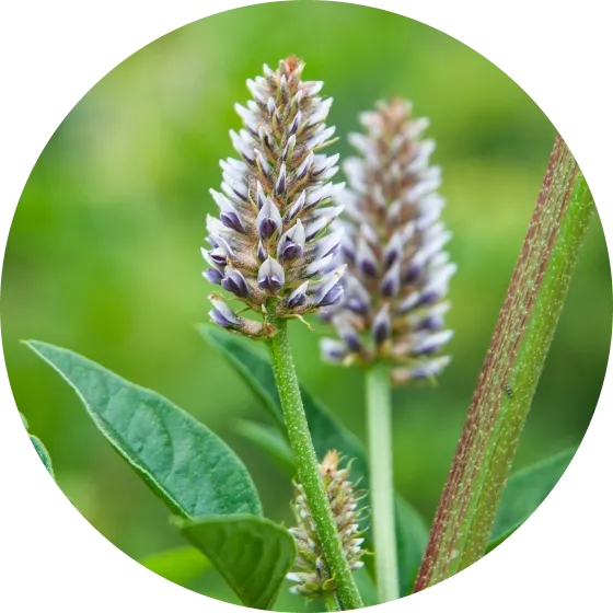 グリチルリチン酸２K