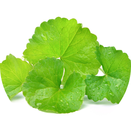 CICA(ツボクサ葉エキス)